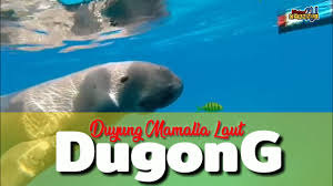 Ikan duyung dalam bahasa inggris dikenal sebagai dugong atau sea cow. Dugong Si Duyung Mamalia Laut Youtube
