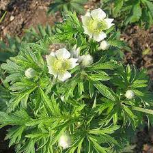 Image result for Ottelia cylindrica