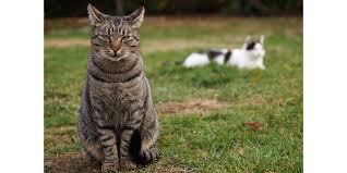 How to keep cats and foxes out of your garden. Indoors Or Outdoors The Lifestyle Of Pet Cats International Cat Care