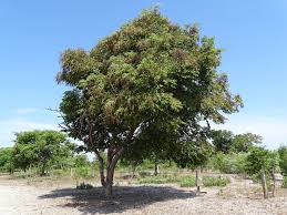 Image result for Dialium englerianum