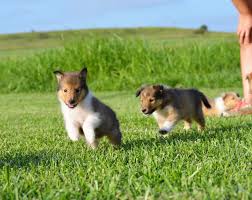 We did not find results for: Pin On Sheltie Love