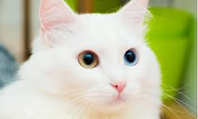 Warna kulitnya yang putih bersih, bersinar bagaikan sayap malaikat. Kucing Anggora Ketahui Ciri Fisik Dan Tips Memelihara Binatang Imut Yang Disukai Cat Lovers Ini Cermati Com