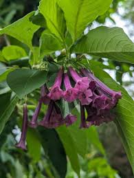 Image result for Iochroma