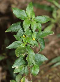 Image result for Synedrella nodiflora