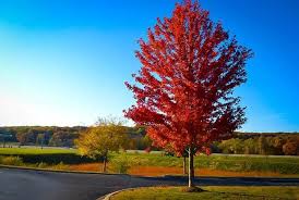 Autumn Blaze Maple 7 Gal 1 Cal King Nursery
