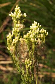 Image result for Eschenbachia stricta