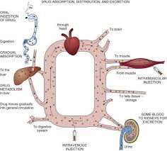 Drug Absorption Distribution And Excretion Pharmacology Nursing Nursing Study Pharmacology