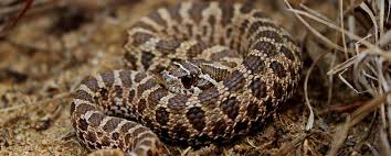 Learn how to care for these popular pet snakes. Western Hognose For Sale By Gene Morphmarket Usa