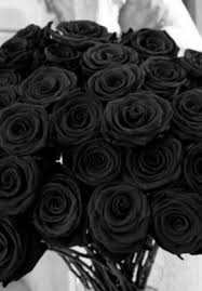 Roses And The Meaning Of Their Colour Black Rose Black Flowers Black Rose Flower