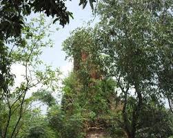 Gopalganj Twin Temple Dinajpur Temple Ancient Architecture Twins