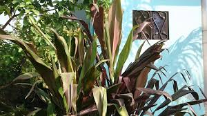 The cordyline chili pepper plant, also known as hawaiian ti plant, hawaiian good luck plant, cordyline red pepper among other synonyms, features glossy, lance shaped, pink, dark red and slightly purple. Cordyline Black Magic Ti Plant Dracaena Terminalis Care Youtube