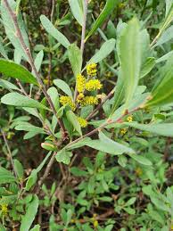 Image result for Myrica salicifolia