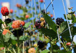 Raspberries and blackberries are also known as brambles, and are more tolerant of different soil types than most other fruit. Is It A Blackberry Or A Dewberry