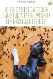 Dein Hund Frisst Nicht Diese 6 Tipps Machen Das Futtern Leichter Hunde Hund Frisst Nicht Hunde Futter
