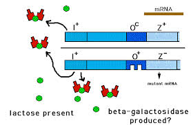 Induction & Repression Assignment Bio 245L - Name(S) Induction And  Catabolite Repression Assignment - Studocu