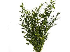 Check spelling or type a new query. Italian Ruscus Greenery