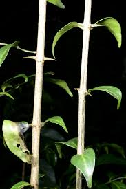 Image result for Canthium oligocarpum