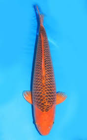 Like a dragon —guide and walkthrough. Koi 60 70 Cm Archive Koi Bauer