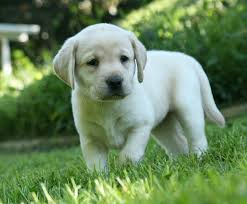 Puppies for sale, find top quality puppies for sale in new york at reasonable price. Healthy Labrador Puppy Available For Sale Labrador Retriever Puppies Labrador Retriever Labrador Retriever Facts