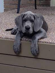 For thousands more ideas visit our main dog names library. Great Dane Puppies Virginia Beach Petsidi