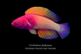 Image result for Rothmannia fischeri