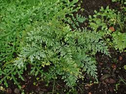 Image result for Asplenium dregeanum