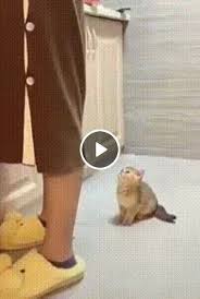 Mistress Show Me What You Cook There Cat Girl Cute Baby Cats Cat Memes Cute Baby Animals
