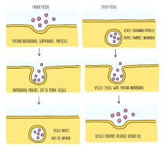 Solved 18 ﻿High Concentrations Of Ethanol Disrupt Cell | Chegg.Com