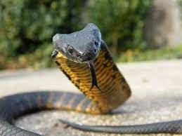 Tiger Snake Is One Of The Most Venomous Snakes In The World Snake Tasmanian Tiger Snake Venom