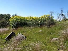 Image result for Carex conferta