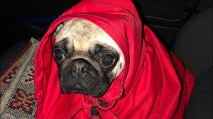 Evde Pug Cinsi Kopek Beslenir Mi Youtube