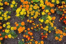 Marigolds orange color (tagetes erecta, mexican marigold, aztec marigold, african marigold), marigold pot plant. When And How To Plant Marigold Seeds Gardener S Path