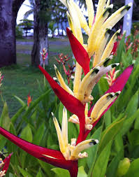 Manuel Antonio National Park Rainforest Costa Rica
