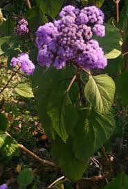 Image result for Bartlettina