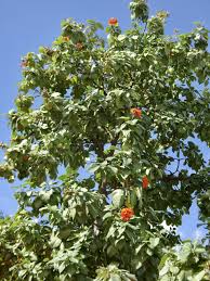 Image result for Cordia millenii