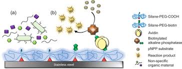 Dual surface modification with peg and corn trypsin inhibitor (cti): Improved Antifouling Properties And Selective Biofunctionalization Of Stainless Steel By Employing Heterobifunctional Silane Polyethylene Glycol Overlayers And Avidin Biotin Technology Scientific Reports