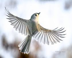 Image result for Ipomoea papilio