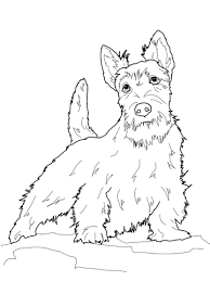 Dog color pages printable print this page. Border Terrier Free Printable Coloring Pages For Girls And Boys