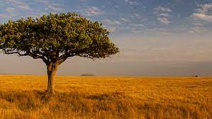 Surreal landscapes, towering mountains, warm culture, and the most fantastic safaris african offer are just a few africa painting. Carbon Emissions In African Savannas Triple Previous Estimates Manufacturing Net