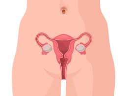 Image result for female sex organ