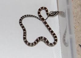 Black And White Corn Snake Morph Black And White Baby Corn Snake Corn Snake Pet Snake Black And White Baby