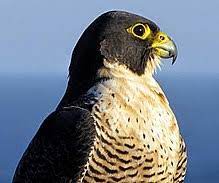 Peregrine falcons are one of the largest and most powerful species of falcon. Peregrine Falcon Wikipedia