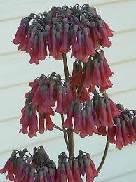 Each plant produces thousands of plantlets which detach to form new plants. 5 Live Rooted Mother Of Millions Kalanchoe Alligator Plants Succulant Ebay