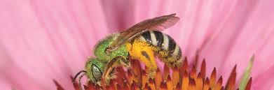 Best flowers for honey bees canada. Pollinator Protection Strategy City Of Toronto