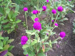 Gomphrena Globosa Gomphrena