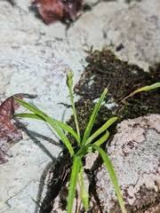 Image result for Hypoxis angustifolia