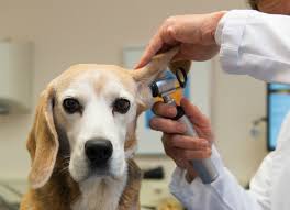 A severe infection of ear mites caused him to constantly shake his head. Ear Aural Hematomas Urban Animal Veterinary Hospital Houston Heights Vet