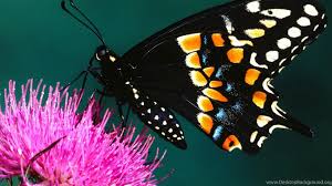 Check spelling or type a new query. Rainbow Butterfly Hd Wallpaper Get It Now Desktop Background