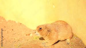 Image result for Cynomys gunnisoni obrázek