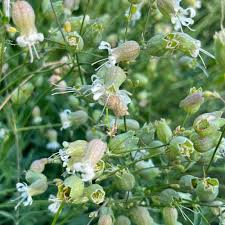 Image result for Silene